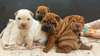 adorables chiots Shar Pei  disponible