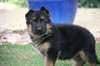 superbes chiots berger allemand