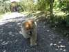 chiots chow chow dispo