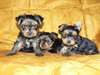 chiots yorkshire terrier dispo