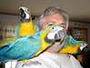 Beaux perroquets aras bleu et or