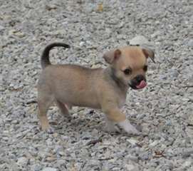 Chiot chihuahua non lof a donner