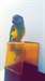 belle youyou de senegal a donner