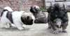 Très beaux chiots Epagneul Tibétain