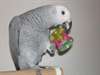 A donner, magnifique perroquet gris du Gabon femel - photo 1