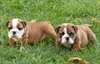 Adorables chiots bulldog anglais dispo