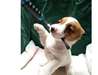 Chiots type jack russel - photo 1