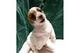 Chiots type jack russel - photo 2