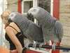 Perroquets gris africains douce et belle à vendre