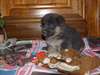 chiot type berger allemand femelle a donner - photo 1