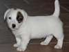 Jack Russell miniature chiots.