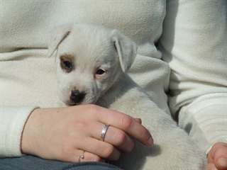 Donne chiot type jack russel