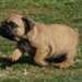 Chiots bulldog anglais femelle - photo 1