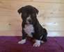 magnifique chiot american staff