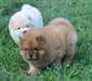 chiot chow chow pure race - photo 1