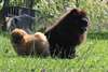 chiot chow chow pure race - photo 2