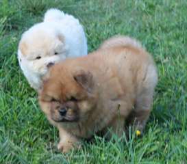 chiot chow chow pure race