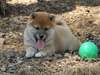 magnifiques chiots shiba inu disponible