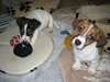 Deux qualit&#233; Belle Belle Jack Russell Terrier chi - photo 1