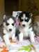 2 mignons Chiots de race Husky