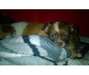 FEMELLE CHIHUAHUA POILS LONG porteuse choco , et b