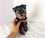 yorkshire terrier chiots - photo 1