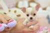 Chiots chihuahua disponibles