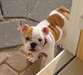 Bouledogue Anglais a la recherche d'un foyer