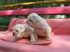 Adorable sant&#233; / Socialiser chiots bulldog Avaliab - photo 2