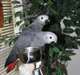 Adorables perroqeuts gris du Gabon en adoption
