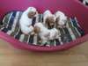 Adorables chiots type cavalier king charles