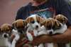 chiots Jack Russell - photo 1