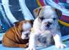 Bulldog Anglais - Bouledogue Anglais