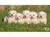 bichons maltais miniatures