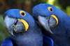 Bleu et or Ara Parrots - photo 3