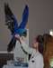 Bleu et or Ara Parrots - photo 4