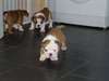 Seulement trois Tri Kc British Bulldogs Gauche (p
