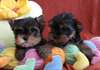 Miniature Yorkshire Terrier chiots Pedigree vont m - photo 1