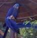 Paire Bavard Of Blue Macaw perroquet pour adoption
