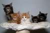 Adorables chatons maine coon - photo 1