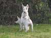 magnifiques chiots bull terrier