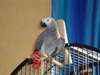 Vends perroquet gris du Gabon femelle