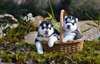 magnifique chiots de race husky sibérien