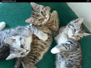 American shorthair kittens available