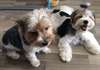 biewer-terrier puppies for adoption