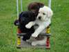 Labrador chiot d'un compagnon affectueux maison de