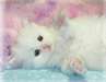 Je donne mon chaton persan femelle blanche