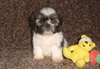 Magnifique chiots Shichon. Shih Tzu X Bichon Frise