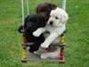 Labrador chiot d'un foyer aimant élevage compagnon
