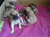 Chiots Bullmastiff magnifique.